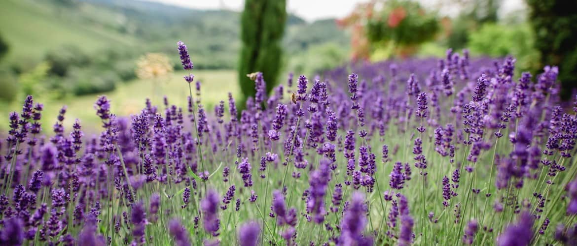 Polz Garden Lavendel