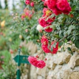 Rosen Polz Garten