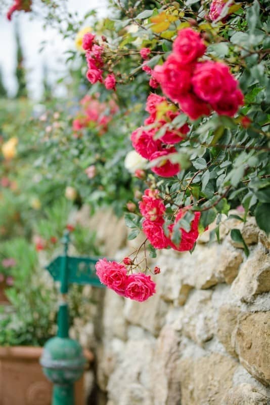 Rosen Polz Garten