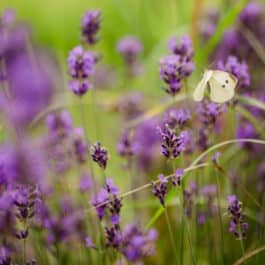 Buchen Sie noch heute eine Gartenführung und reservieren Sie die Vielfalt der Natur