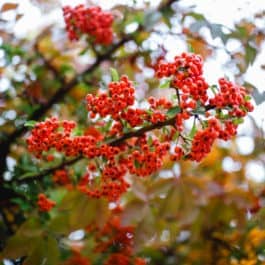 Sauvignon Blanc , Zypressen, Dahlienblüten, Morgenstimmung im Weinberg und Garten aus dem Südsteiermark Garten Renate Polz Wineandgardens als Vision Biodiversität austrian gardens mediterran garden steiermark garten