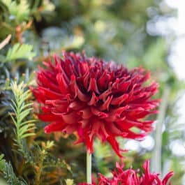 @Südsteiermark Polz Garten Pflanzencoach Natucoach Herbstliche Gartenzeitführungen austria gardens steiermark garten