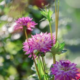 Südsteiermark Herbst Dahlienpracht “ Nature seduces us with all its colours, as far as the eye can see. Flora unveils its secrets to those who love its treasures.Synergies extend over 4 levels that are bound together by the stone walls of the single-vineyard sites Hochgrassnitzberg, Obegg, and Grassnitzberg. Come with me and enjoy this patch of paradise and learn more about the symbiosis of landscape, nature, passion, and terroir.
