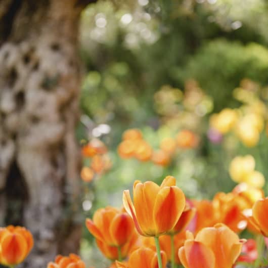 Tulpenpracht im@Südsteiermark Garten Polz Frühling im austria gardens steiermark garten dokumentierte Führungen im Garten & Weinberg Gartenkultur vom Feinsten 90 Minuten lang !