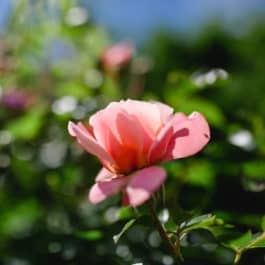 @Südsteiermark Garten kommentierte Gartenführungen inmitten der Botanik am Hochgrassnitzberg Weinberg Rosen Zypressen Lavendelträume Bioblumen Garten und Weinkultur vom Feinsten mit Renate Polz