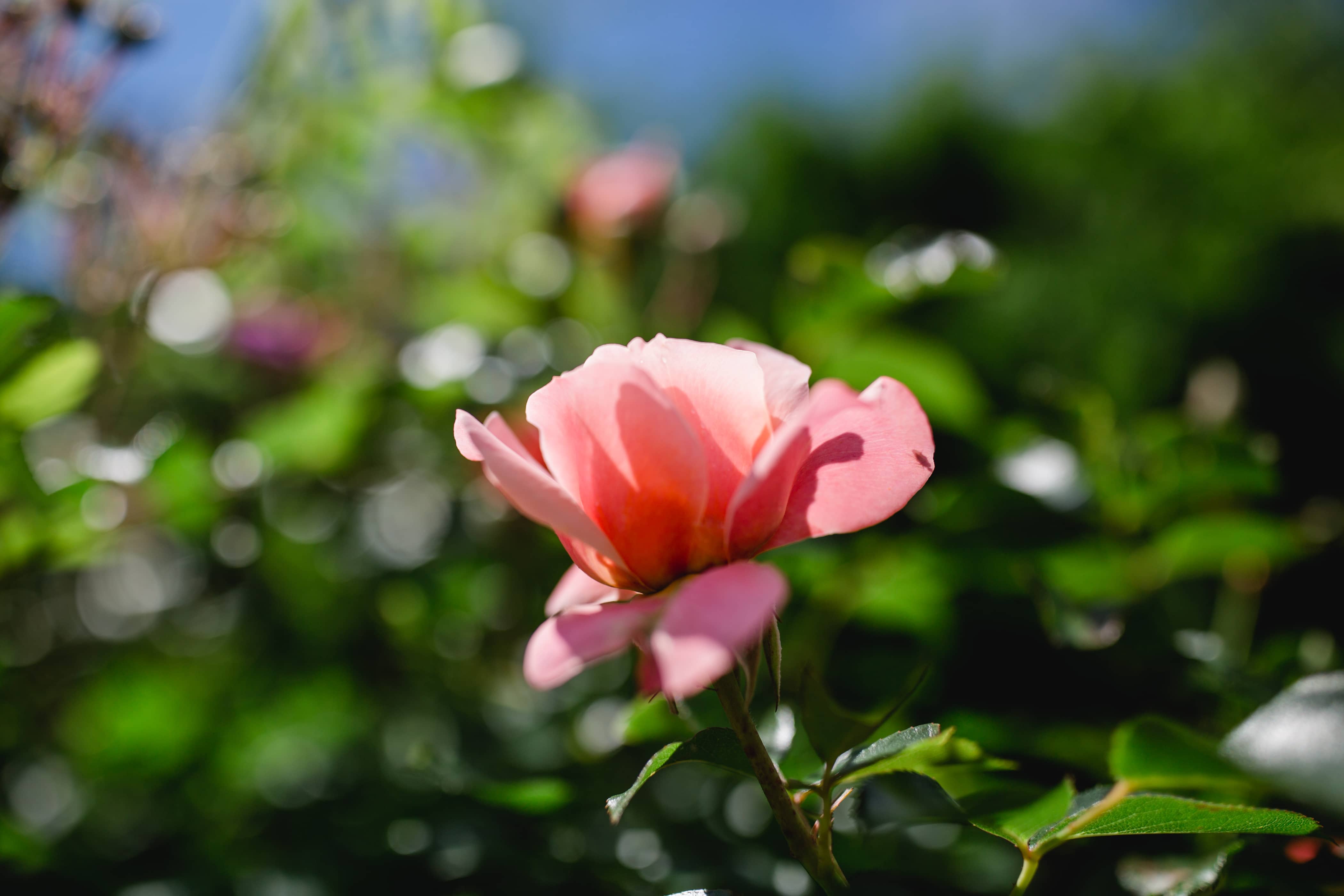 @Südsteiermark Garten kommentierte Gartenführungen inmitten der Botanik am Hochgrassnitzberg Weinberg Rosen Zypressen Lavendelträume Bioblumen Garten und Weinkultur vom Feinsten mit Renate Polz