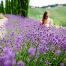 Botanische Gartenführungen@Südsteiermark Garten Renate Polz Weinberg Hochgrassnitzberg Biodiversität Lavendelblüte Sauvignon Blanc austriangarden austriangardens wine and garden steiermark garten patentamt geschl. Kl 16