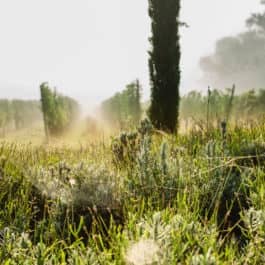 @Polz Garten oder Südsteiermark Garten by Renate Polz Herbstzeit Steiermark Austria Steirische Toscana Tokana Gartenführung Weinverkostung Österreich Garten austria garden Gartenhochzeit gardenwedding Seelenzeit Meditation Septemberfeeling