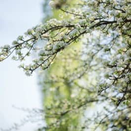 Südsteiermark Garten by Renate Polz Polz Garten Frühling Südsteiermark Energiegarten Therapiegarten Coaching in der Natur Familienaufstellung Tetralemma Einzelaufstellung Meditation Stressfrei Gartenhochzeit Freie Trauung Ehe für Alle austrian wedding Steiermark Garten austrian garden