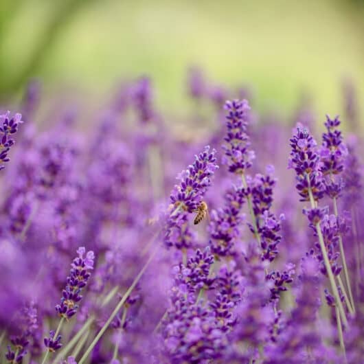 Polz Garten @Südsteiermark Garten geschützt Marke Patentamt Kl. 16 Lavendelallee Gartenführung Zypressen Gartenhochzeit standesamtliche Trauung weddings vineyardwedding bohowedding greenwedding gardenwedding mediterran garden austrian garden Steiermark garten Österreich Garten