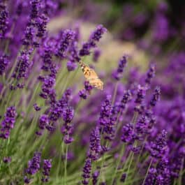 Polz Garten @Südsteiermark Garten geschützt Marke Patentamt Kl. 16 Lavendelallee Gartenführung Zypressen Gartenhochzeit standesamtliche Trauung weddings vineyardwedding bohowedding greenwedding gardenwedding mediterran garden austrian garden Steiermark garten Österreich Garten