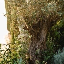Südsteiermark Garten Polz Renate botanische Gartenführung mediterran garden austria Zypressenwedding Tuscan style Lavendelhochzeit standesamtliche Trauung Coaching positive Gedanken und Kraft im Garten Einzelaufstellung austria garden Steiermark Garten