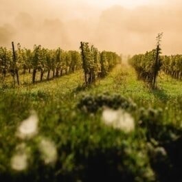 Südsteiermark Garten Polz Hochgrassnitzberg Südsteiermark/ Trauungen /Gartenführungen/ Hochzeitsfotografie