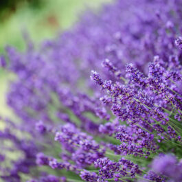 @Polz Garten Südsteiermark standesamtliche trauungen lavendelfeld mediterraner garten weingarten gartenführungen vorab oder danach pärchenshootings hochzeiten packages