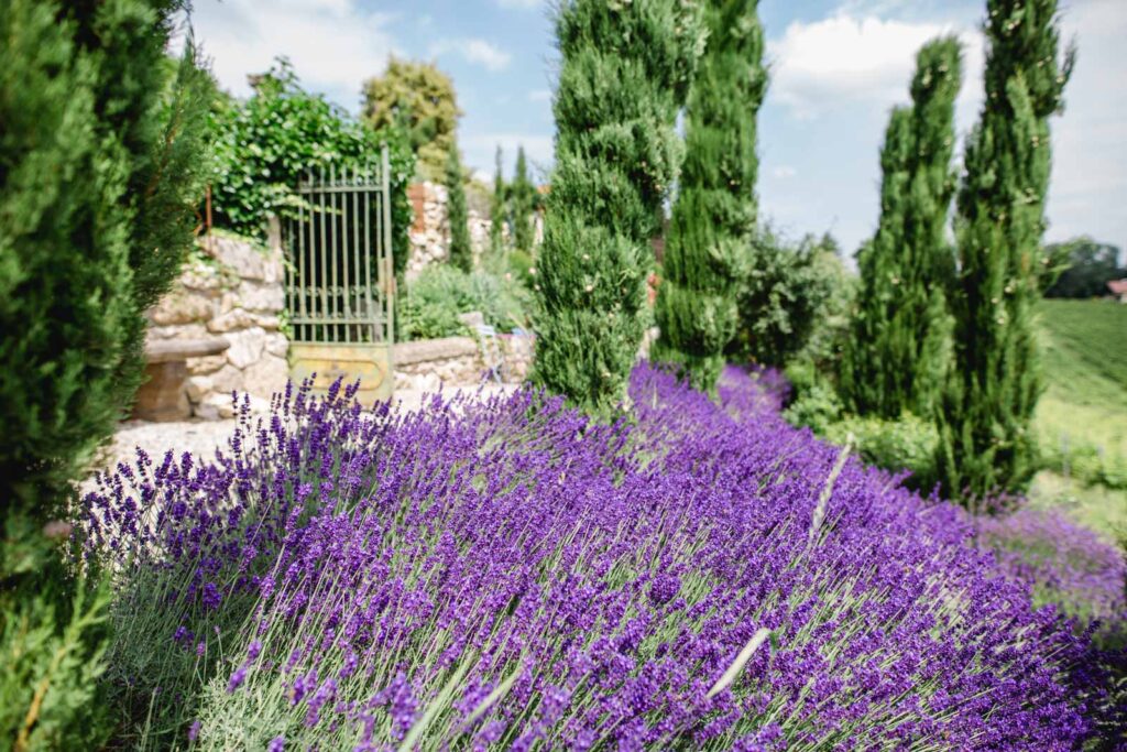 @Polz Garten Südsteiermark standesamtliche trauungen lavendelfeld mediterraner garten weingarten gartenführungen vorab oder danach pärchenshootings hochzeiten packages