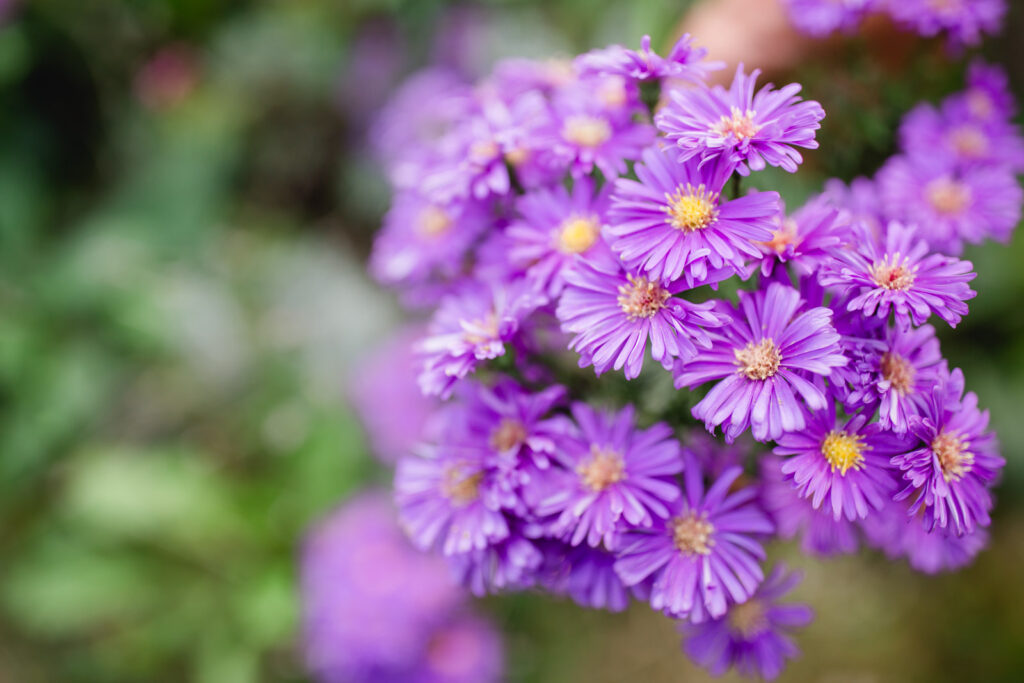 Traumgarten inmitten der Reben in der Südsteiermark. Romantische Trauungen mit Fotos. Gartenführungen und Beratungen.