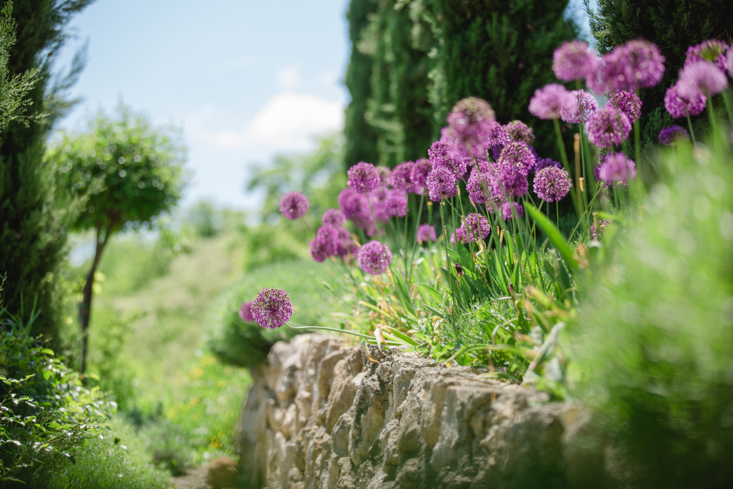 @Polz Garten Südsteiermark standesamtliche trauungen lavendelfeld mediterraner garten weingarten gartenführungen vorab oder danach pärchenshootings hochzeiten packages Gartenführungen im Frühling 2022