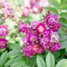 Polz Garten by Renate Polz geschützte Marke Südsteiermark Garten Polz Hochgrassnitzberg Gartenführungen energetisch & botanisch Coaching im Garten Einzelaufstellung Tetralema Trauung im Garten Ehe für Alle, wedding, bohowedding, Weingartentrauung, Lavendelhochzeit, Weddingplaner, Hochzeitspackages, Fotografie, Gartenkultur & Weinverkostung