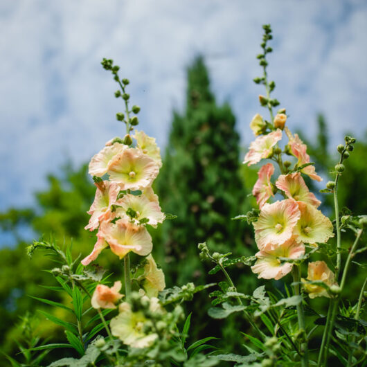 Der Garten Polz verleiht inmitten einer samtgrünen Zypressenallee und umgeben von Weingärten, Olivenbäumen und Bioblumen genau dieses einzigartige Flair.