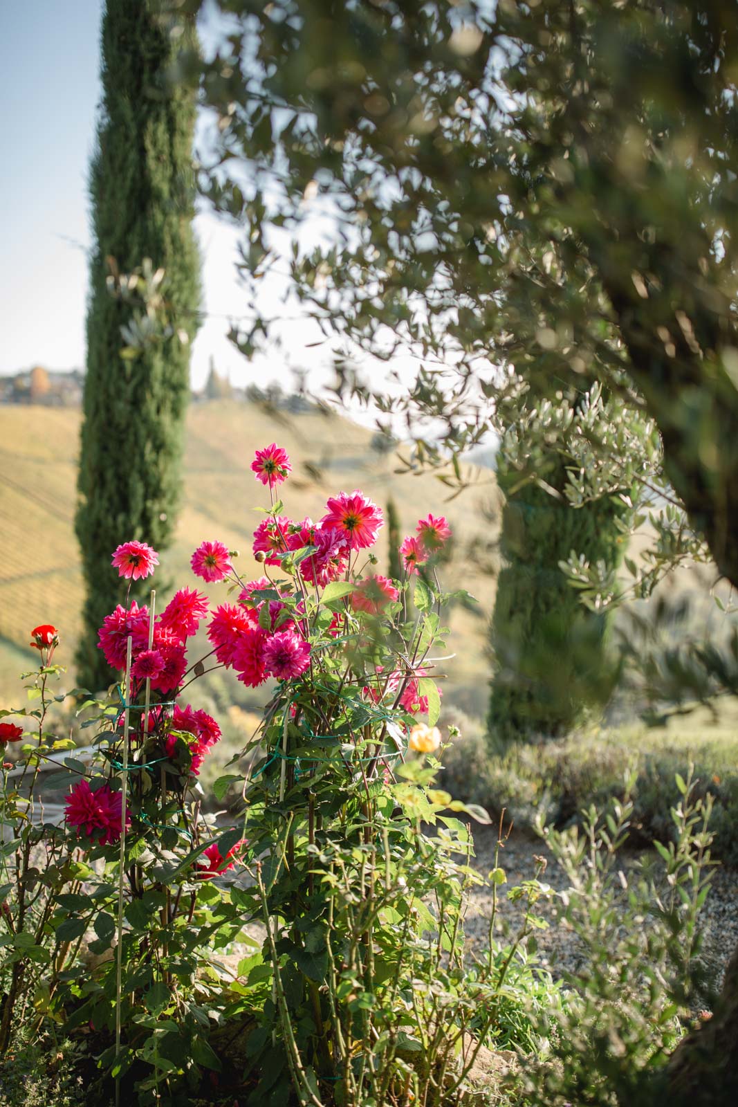 Polz Garten by @Südsteiermark Garten Renate Polz Südsteiermark Hochgrassnitzberg Gartenhochzeit standesamtliche Trauung Weingarten Naturwiese Naturcoach Bioblumen Austria gardens Österreich garten Steiermark mediterraner Garten steirische Toscana style Hofladen Gartenführungen Ehe für Alle Hochzeitspackages Südsteiermark