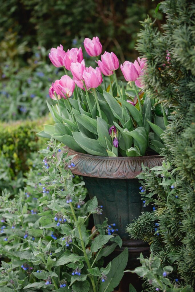 Polz Garten by @Südsteiermark Garten Renate Polz Südsteiermark Hochgrassnitzberg Gartenhochzeit standesamtliche Trauung Weingarten Naturwiese Naturcoach Bioblumen Austria gardens Österreich garten Steiermark mediterraner Garten steirische Toscana style Hofladen Gartenführungen Ehe für Alle Hochzeitspackages Südsteiermark