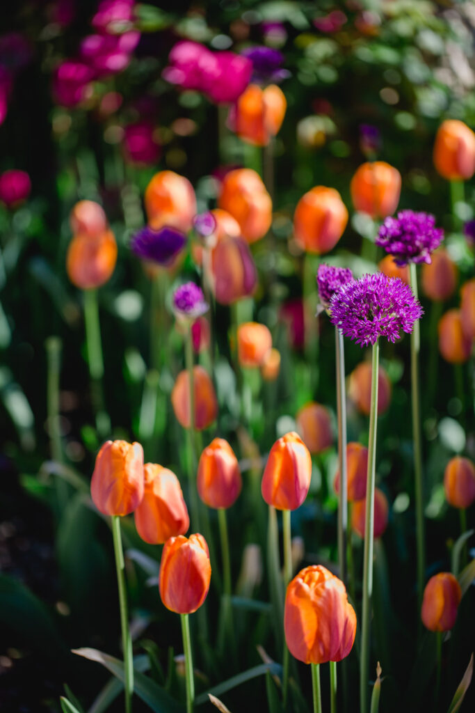 Südsteiermark Garten Polz Brautpaarshooting am Hochgrassnitzberg