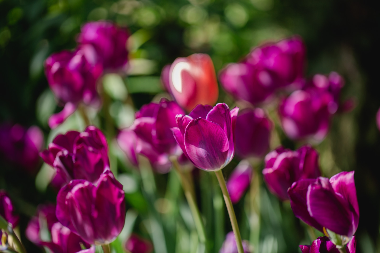 Südsteiermark Garten by Renate Polz Hochgrassnitzberg/ Hochzeitsfotograf/Location/ Austria/Polz