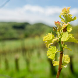 Südsteiermark Südsteiermark Polz Garten Trauungen mit Hochzeitsfotos