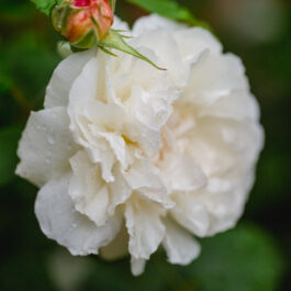 Standesamtliche Trauung im Rosengarten - Romantik und Leidenschaft in der Südsteiermark