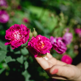 Polz Garten / Rosengarten/ Gartenführungen/ Trauungen im Garten & Weinberg/ Hochzeitsfotos/ Hochzeitspackages mit Shooting am Hochgrassnitzberg mit Renate Polz