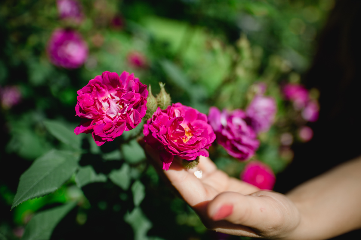 Polz Garten / Rosengarten/ Gartenführungen/ Trauungen im Garten & Weinberg/ Hochzeitsfotos/ Hochzeitspackages mit Shooting am Hochgrassnitzberg mit Renate Polz