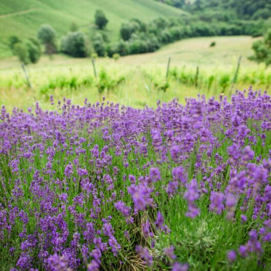 Südsteiermark Polz Garten by Renate Polz/Südsteiermark Polz Garten by Renate Polz