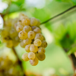 Polz Garten @ Südsteiermark Garten/ Renate Polz am Hochgrassnitzberg/ austrian garden styria