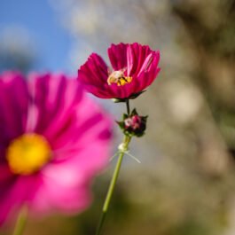 Garten Polz Hochgrassnitzberg Südsteiermark/ Trauungen /Gartenführungen/ Hochzeitsfotografie