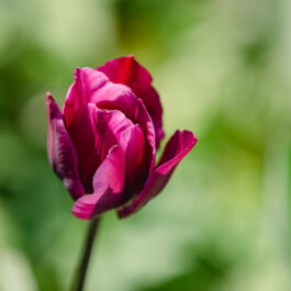 Polz Garten @ reg. Marke Südsteiermark Garten