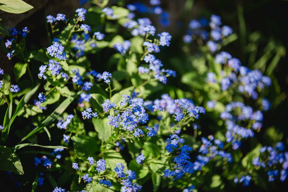 Polz Garten @ reg. Marke Südsteiermark Garten Frühling Polz Garten Südsteiermark