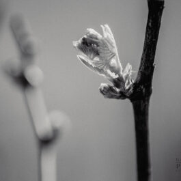 Garten Polz Südsteiermark Hochgrassnitzberg/ Polz Renate