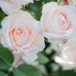 Südsteiermark garten by Renate Polz Hochgrassnitzberg
