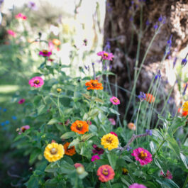 Südsteiermark Garten Polz am Hochgrassnitzberg einzigartige Zypressenallee in Österreich