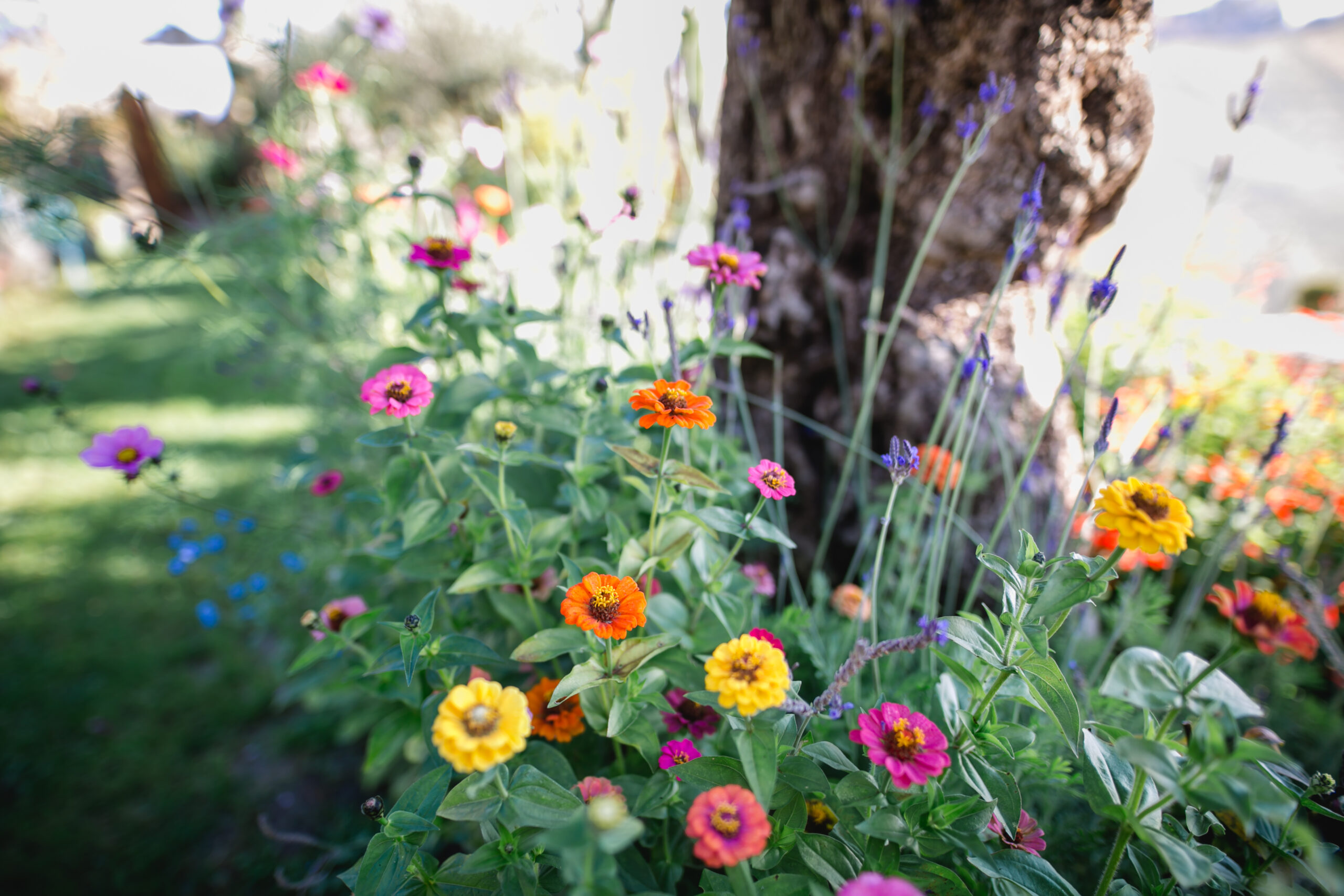 Südsteiermark Garten Polz am Hochgrassnitzberg einzigartige Zypressenallee in Österreich