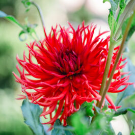 Südsteiermark Polz Garten by Renate Polz Hochgrassnitzberg