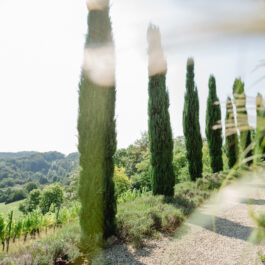Südsteiermark Garten Polz am Hochgrassnitzberg einzigartige Zypressenallee in Österreich