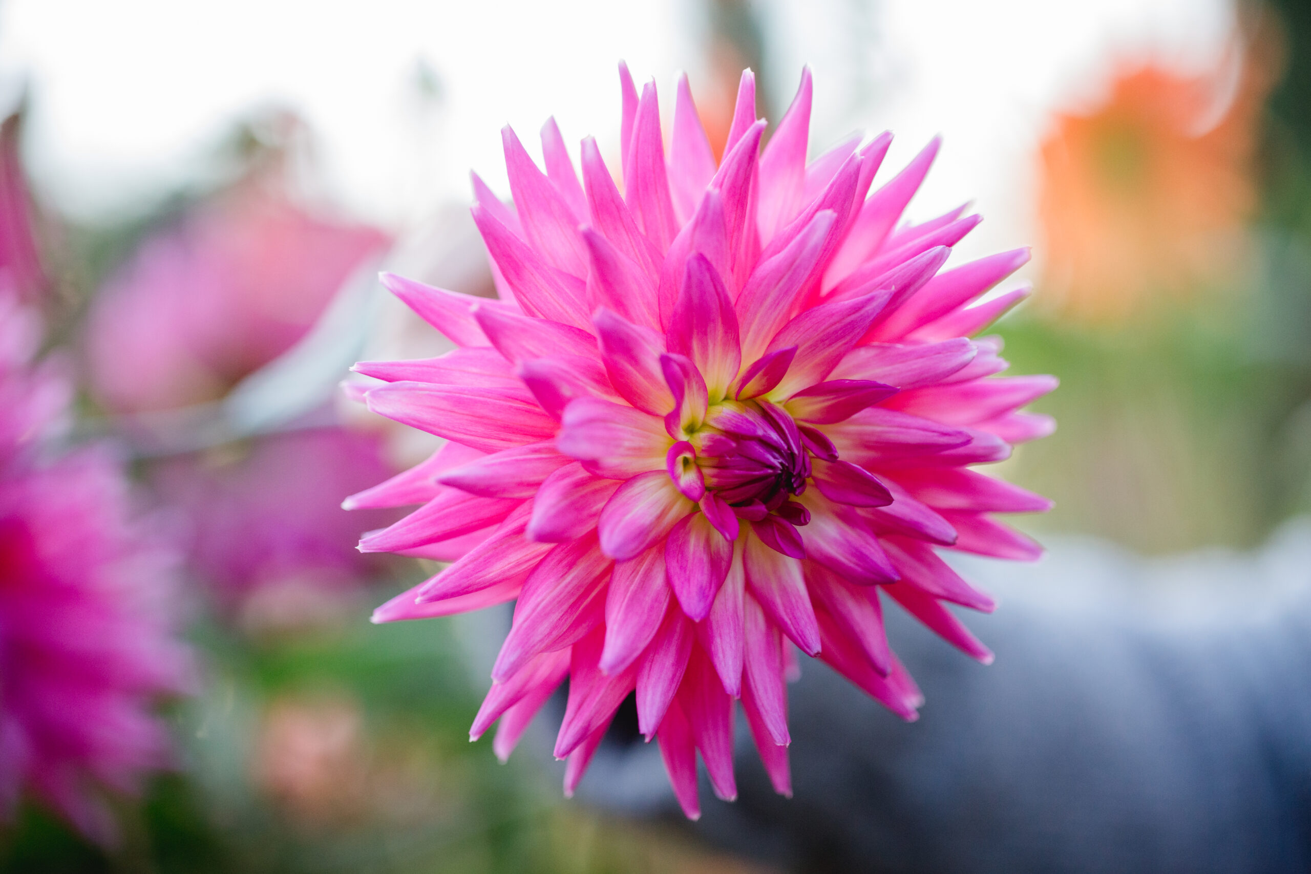 Garten Polz Südsteiermark by Renate Polz Hochgrassnitzberg Herbstpoesie