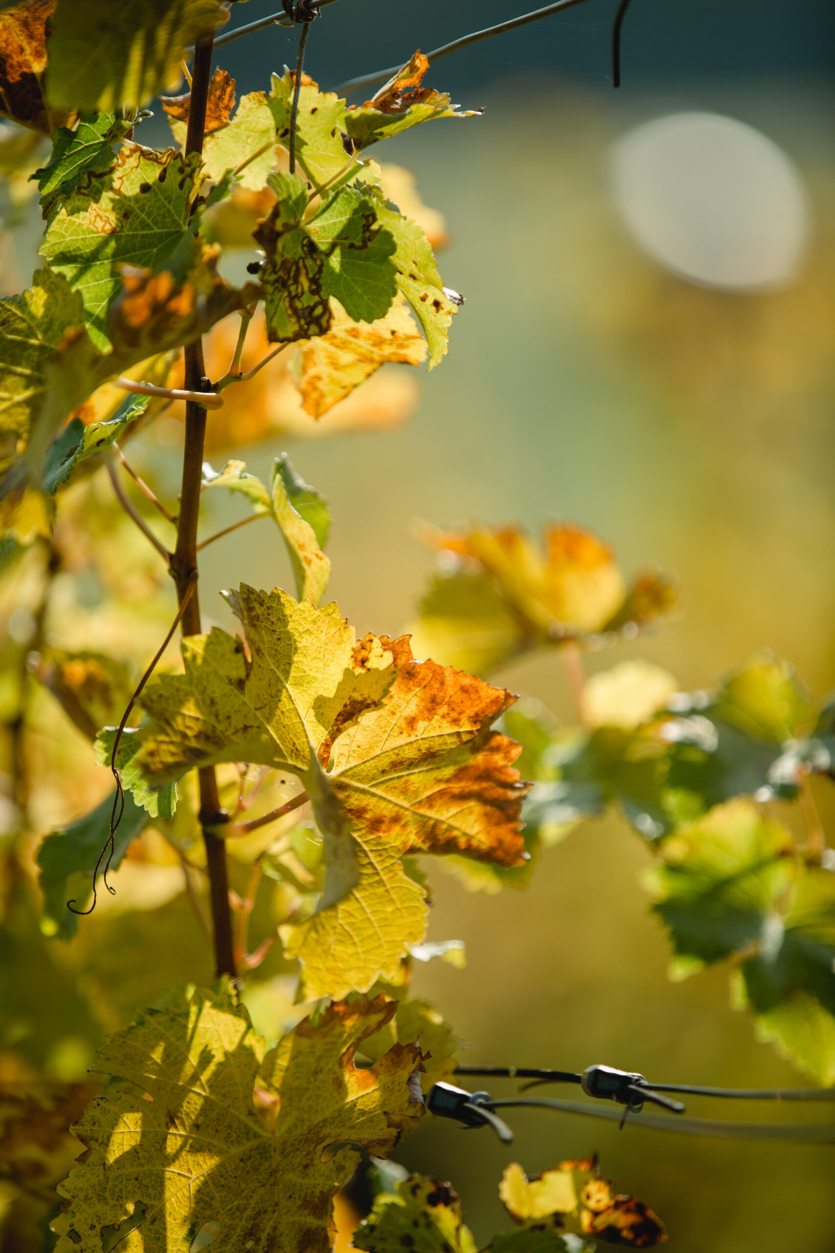 Südsteiermark Garten Polz am Hochgrassnitzberg einzigartige Zypressenallee in Österreich