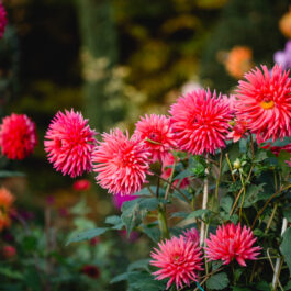 Garten Polz Südsteiermark by Renate Polz Hochgrassnitzberg Herbstpoesie