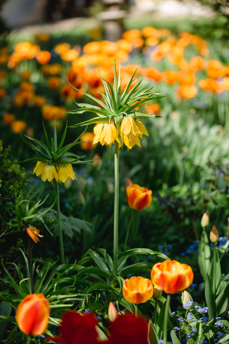 Frühling Polz Garten Hochgrassnitzberg Südsteiermark