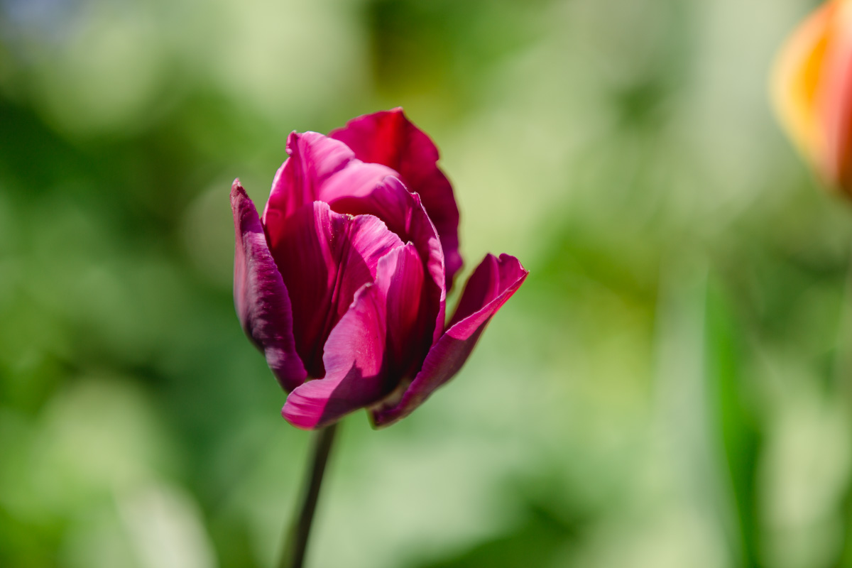 Frühling Polz Garten Hochgrassnitzberg Südsteiermark