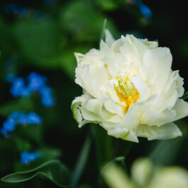 Frühling Polz Garten Hochgrassnitzberg Südsteiermark