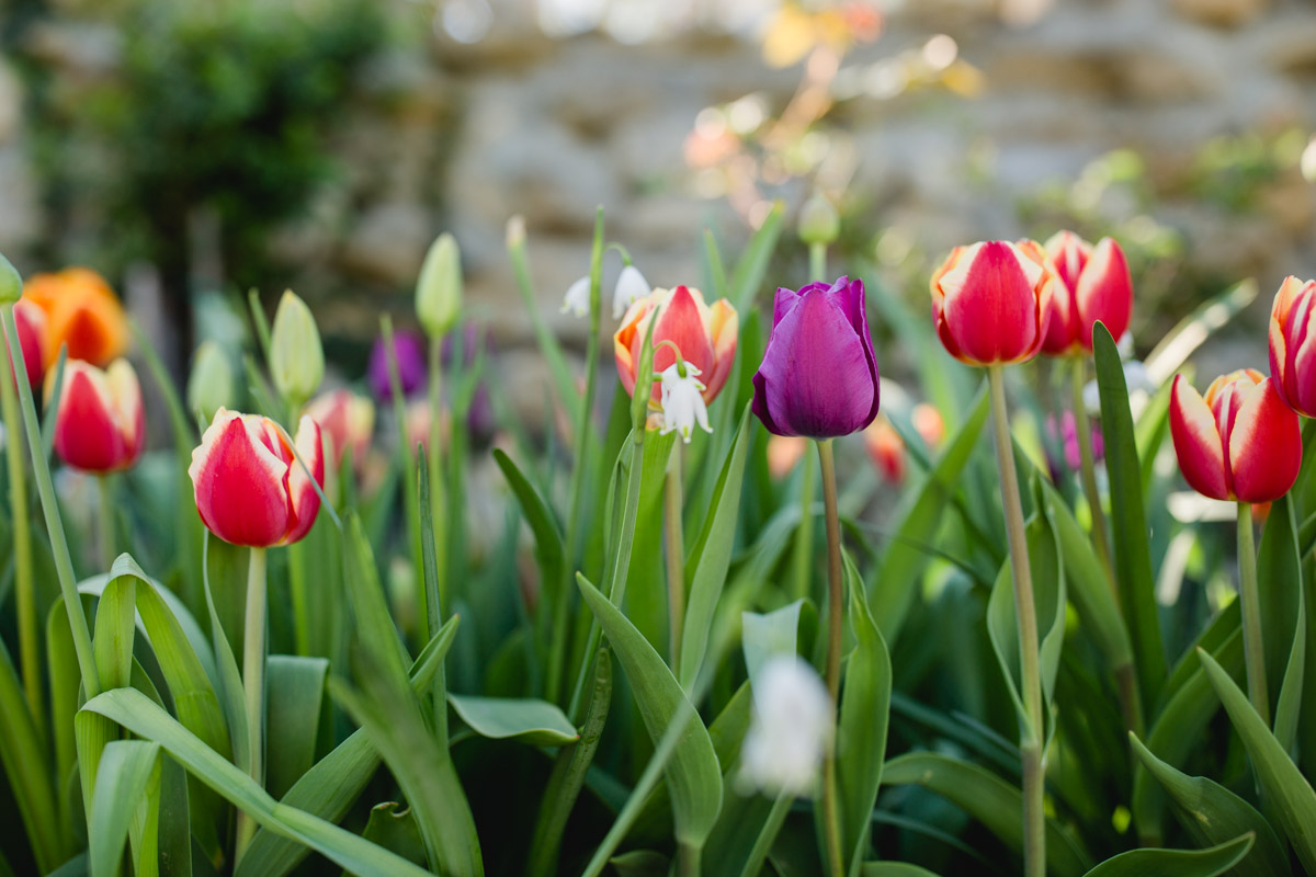 Frühling Polz Garten Hochgrassnitzberg Südsteiermark