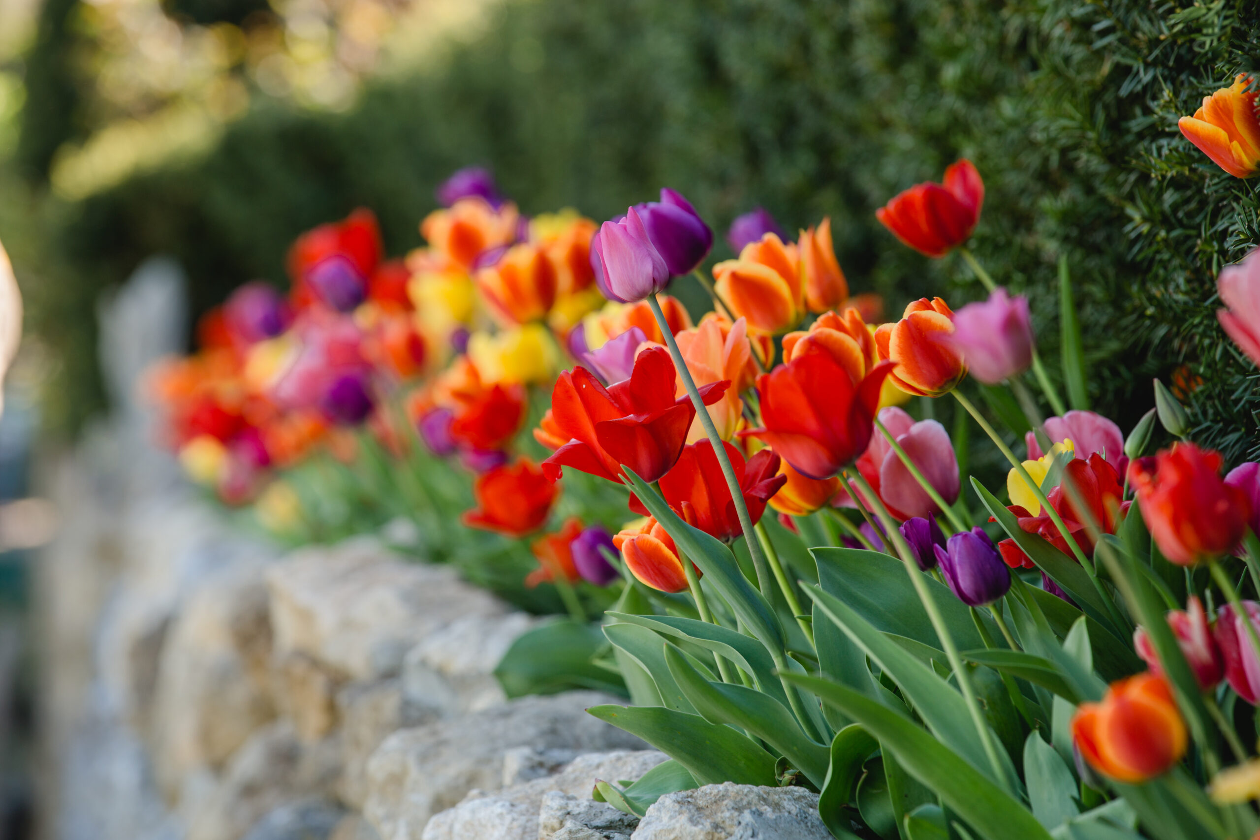 Frühling Polz Garten Hochgrassnitzberg Südsteiermark